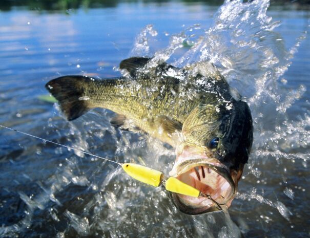 bass-fishing-final-words